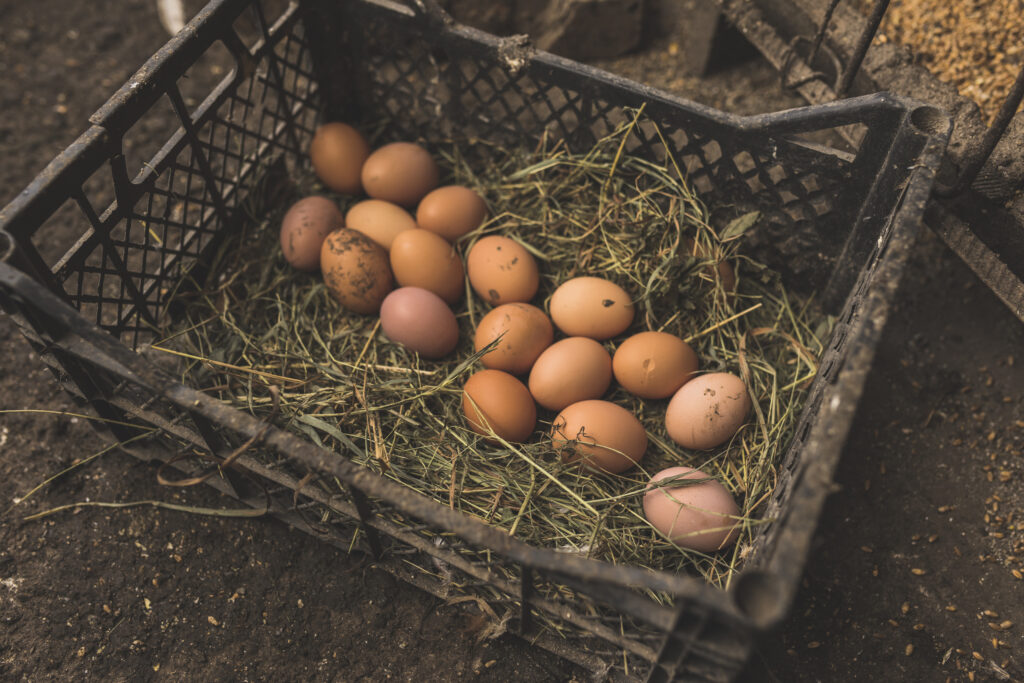Egg Hygiene & Handling Fresh Eggs: Simple, Safe Steps for Backyard Keepers