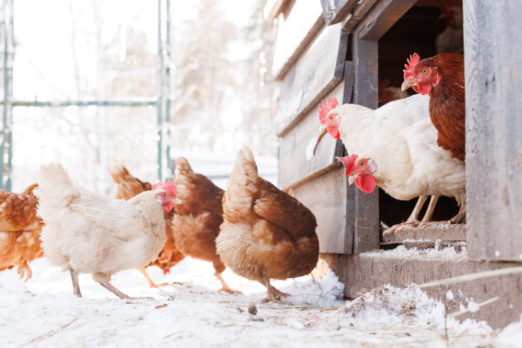 The Cozy Coop: How to Insulate a Chicken Coop for Winter and Keep Your Flock Thriving