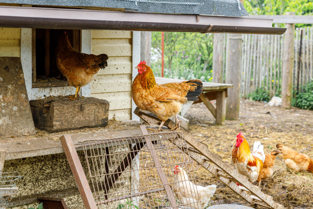 How Eco-Friendly Coop Materials are Revolutionizing Sustainable Backyard Farming for Modern Homesteaders